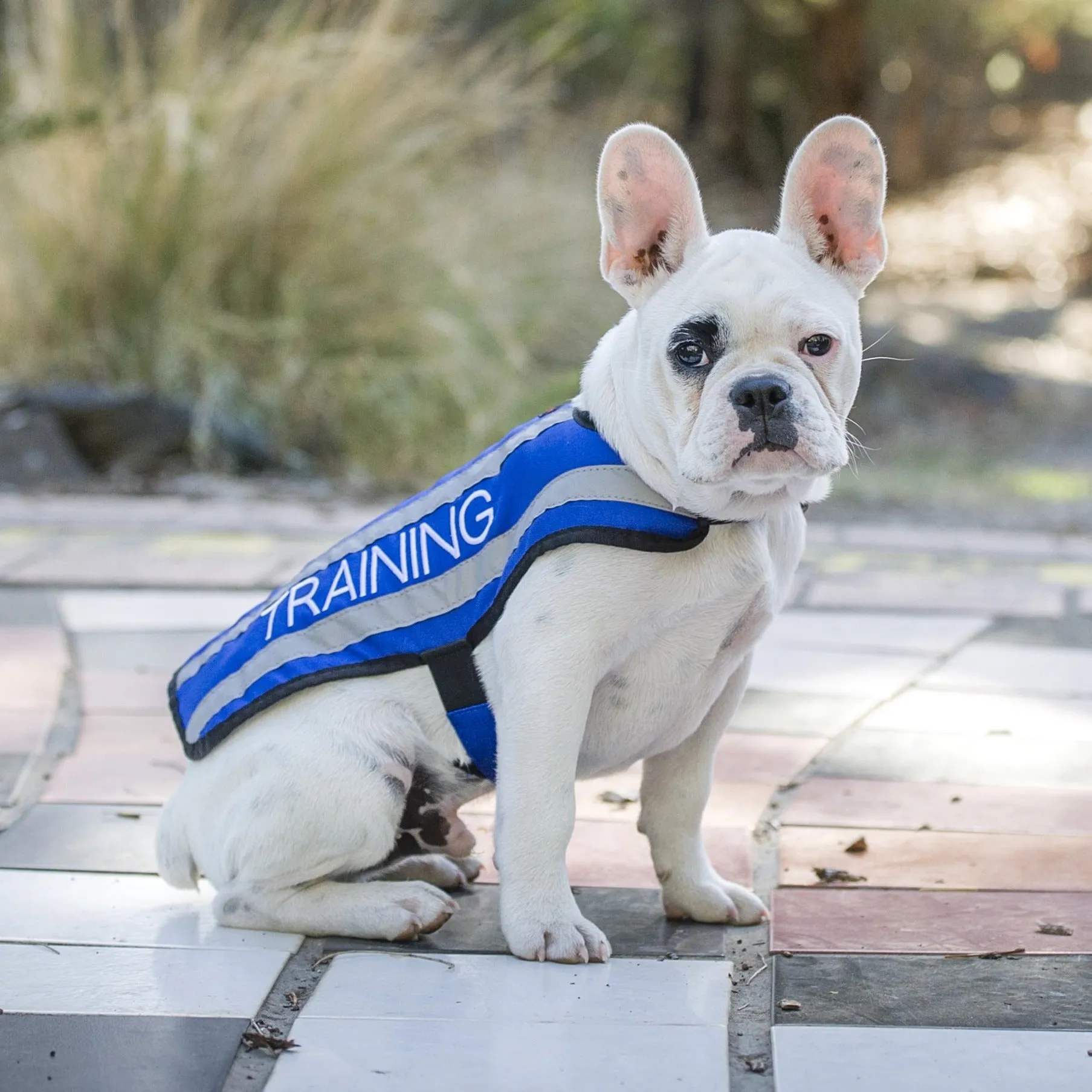 TRAINING - Small Coat